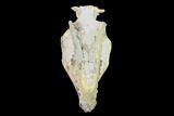 Fossil Oreodont (Merycoidodon) Skull - Wyoming #134357-2